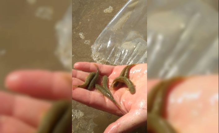 Mersin’de otobüsün bagajında 2 bin 500 adet doktor balığı ele geçirildi