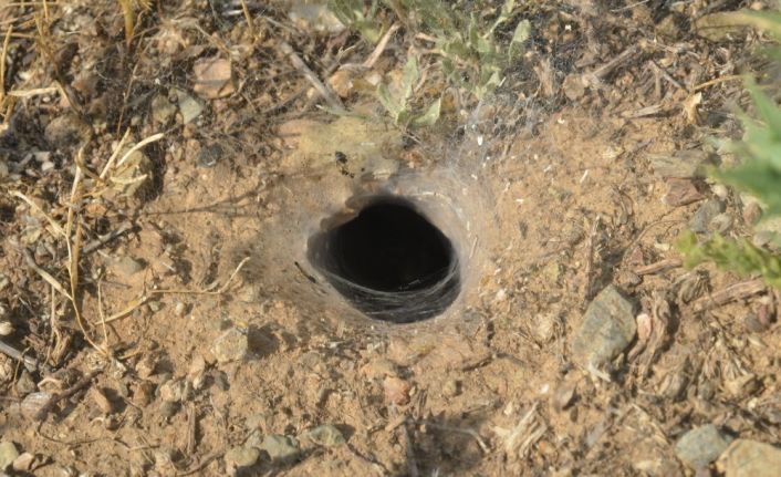 Örümceğin çekirgeyi avlama anı kameralara yansıdı