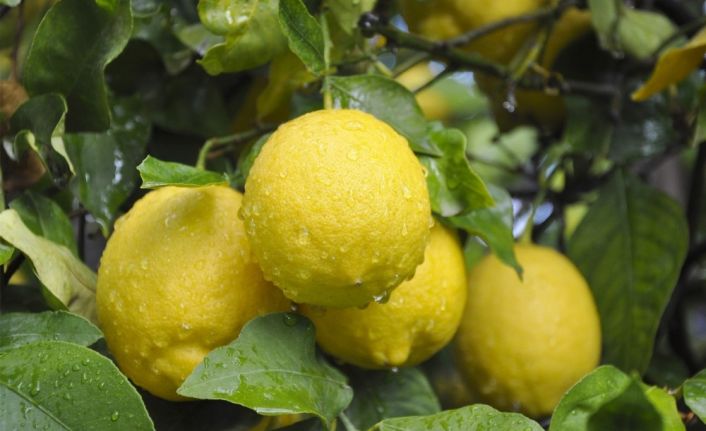 (Özel) Limon ihracatında ön izin şartının kalkması, ihracatçı ve üreticiyi sevindirdi