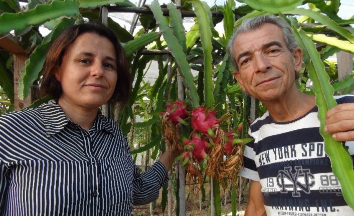 Pitahaya meyvesi markette tanesi 35, Rusya ve Katar’a kilosu 70 liradan gidiyor