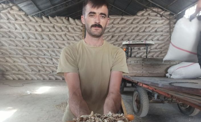Türkiye’nin önemli haşhaş üretim merkezlerinde Afyonkarahisar’da ’haşhaş kapsülü’ alımı başladı
