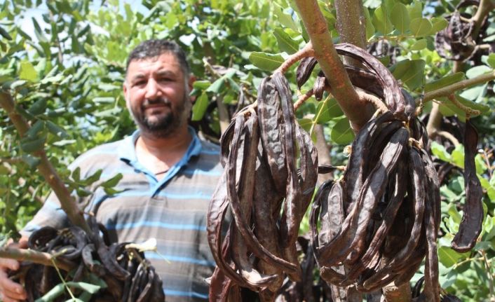 Üretici, hırsız korkusu ile keçiboynuzunu 1 ay erken hasat etti