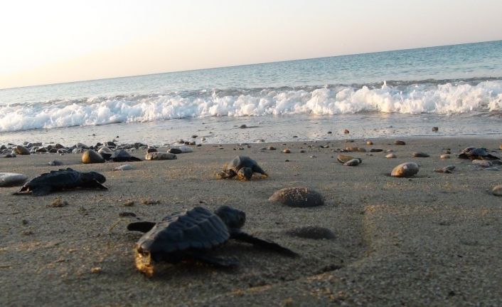 Yuva sayısında rekor kırılan caretta carettalar, koruyucuları eşliğinde denizle buluşuyor
