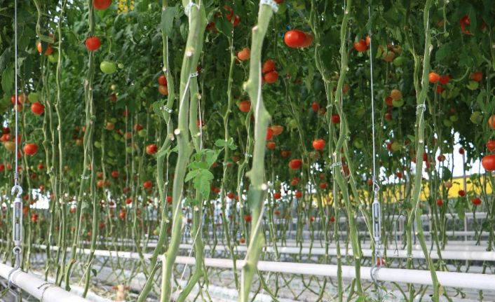 2 bin çiftçi ile 6 milyon metrekare alanda 250 bin ton üretim