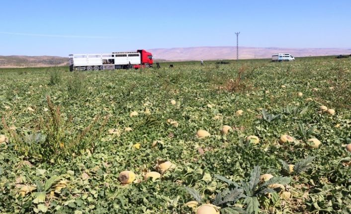 Adilcevaz’ın bal kavununun hasadına başlandı