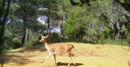 Antalya’da alageyiklerin korunmasına yönelik çalıştay