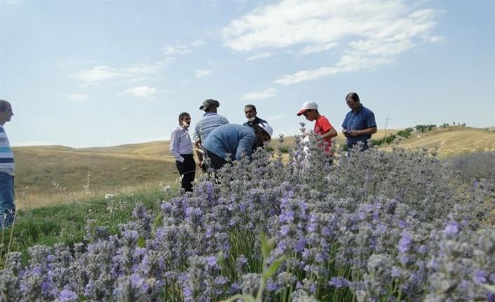 Arguvan’da lavanta yaygınlaştırılacak