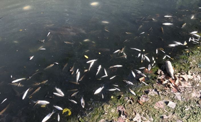 Bartın Irmağı’nda yüzlerce balık ölüsü kıyıya vurdu