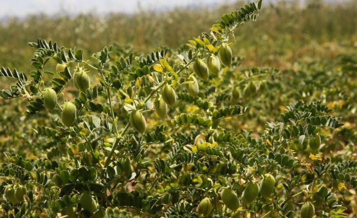 Bayburt Üniversitesi tarımsal faaliyetlerine tüm olanaklarıyla devam ediyor