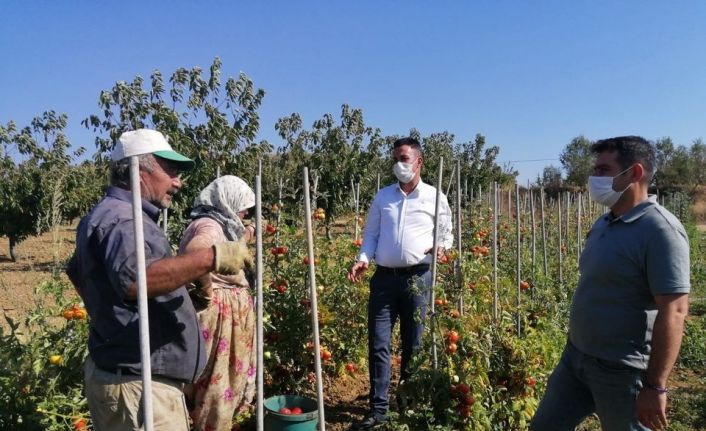 Bilecik İl Tarım ve Orman Müdürü Yoldaş, üretime devam eden çiftçileri ziyaret etti