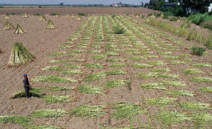 Bin bir emekle hasat edilen susamın kilosu 14-16 liradan satılıyor