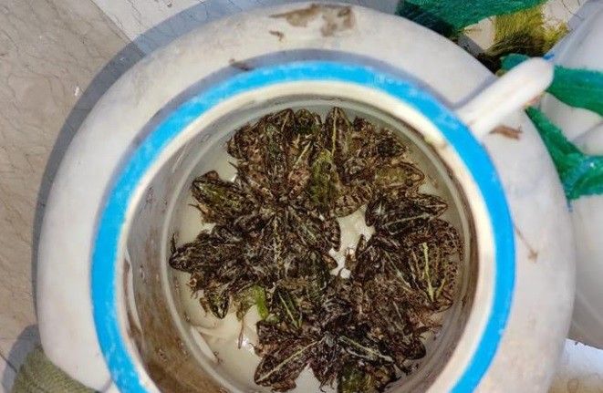 Bingöl’de kurbağa avlayan 5 şahsa 9 bin 700 TL ceza kesildi