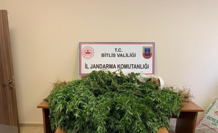 Bitlis’te 94 kilo 850 gram kubar esrar ile 237 kök kenevir ele geçirildi