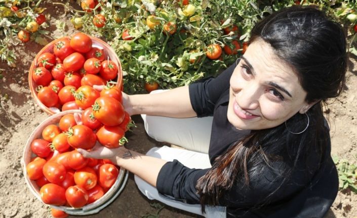Bitlis’te domatesten 230 milyon TL gelir elde edilecek