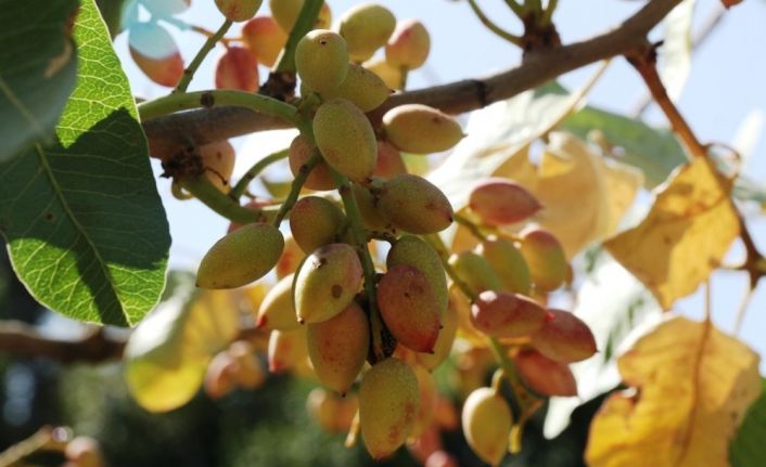 Bitlis’te Siirt fıstığının hasadı başladı
