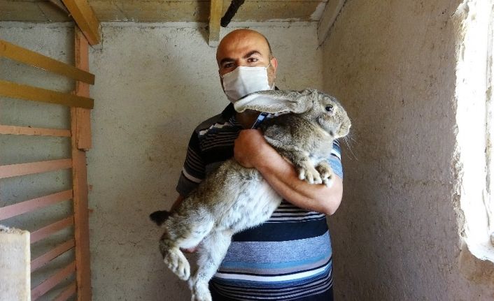 Büyüklüğü ile dikkat çekiyor, 2 bin liraya alıcı buluyor