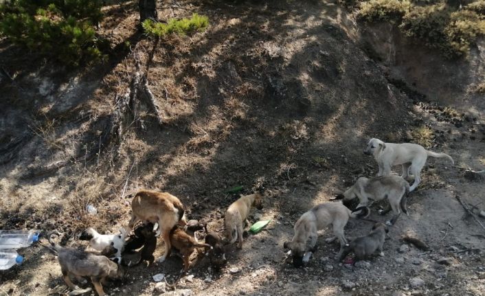 Çevre ilçe ve beldelerden toplanan sokak köpekleri Doğanlar köyüne bırakılıyor