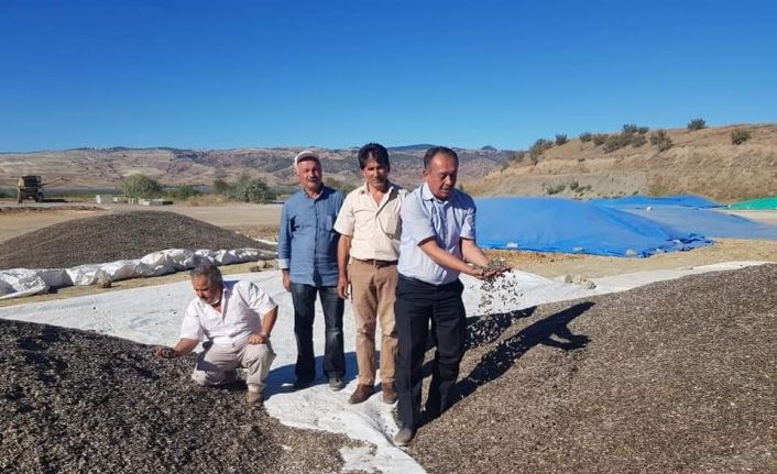 Çorumda çerezlik ayçiçeği yetiştiriciliği alanları hızla artıyor