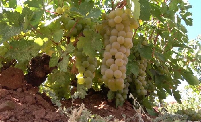 ‘Delice beyazı’ olarak biliniyor: 10 bin ton üretiliyor, tarladan 4,5 liraya satılıyor