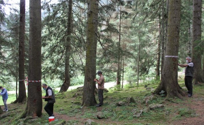 Doğu Karadeniz Ormanları yaklaşık 3 milyon ’terminatör böcek’le korunuyor