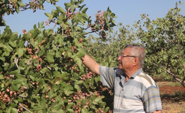 Dünyada benzeri olmayan fıstık Kilis’te üretiliyor