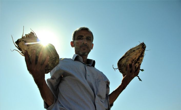 Elazığ Şeker Fabrikası pancar alım kampanyasını başlattı