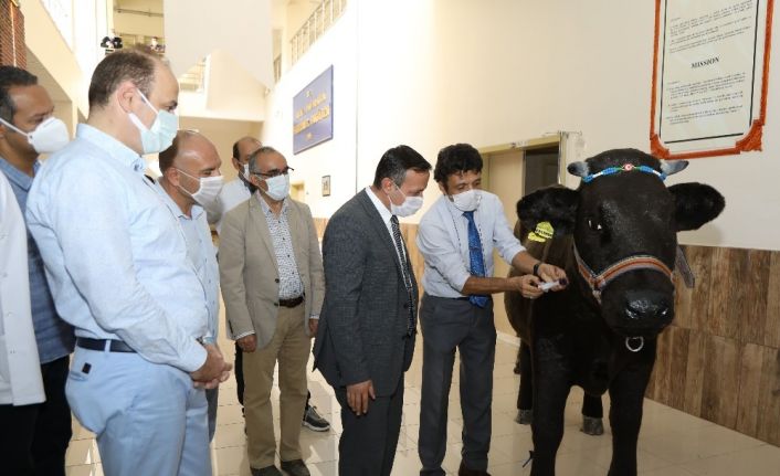 ERÜ Rektörü Çalış, Akademisyenler Tarafından Tasarlanan Hayvan Simülatörlerini İnceledi