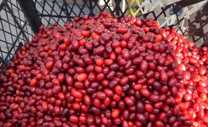 Hanönü’nde doğada yetişen kuşburnu ile kızılcıklar köylüler için gelir kapısı oldu