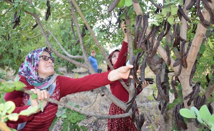 Hasat için 10 yıl bekledi, pekmezinin kilosunu 60 TL’den satıyor