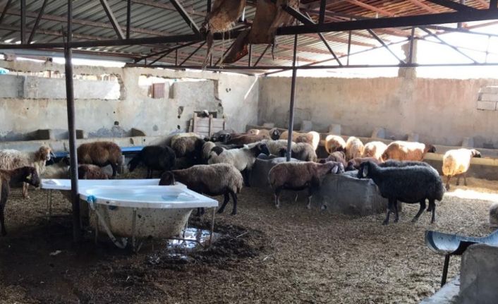 Hayvanlarına yem vermek için ahıra girdi, gördüğü manzara karşısında şok geçirdi