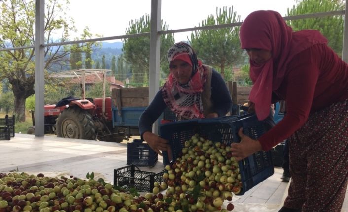 Hünnap üreticilere kazandırmaya devam ediyor
