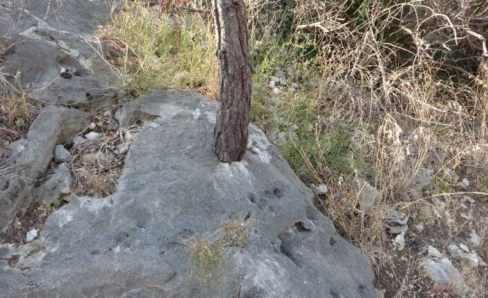 Kayada hayat bulan ağaçlar korumaya alındı