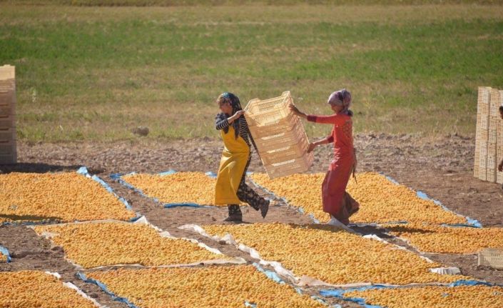 Kayısı da hedef 100 bin ton ihracat ile 500 milyon dolar