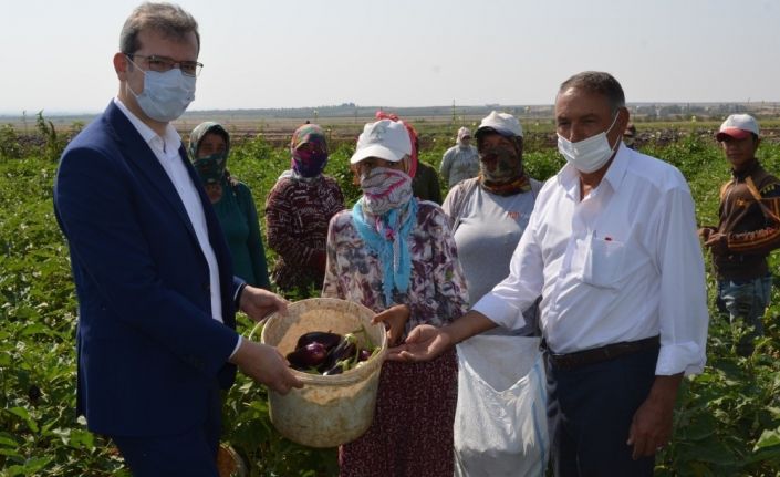 Kilis’te 7 bin 500 ton patlıcan üretildi