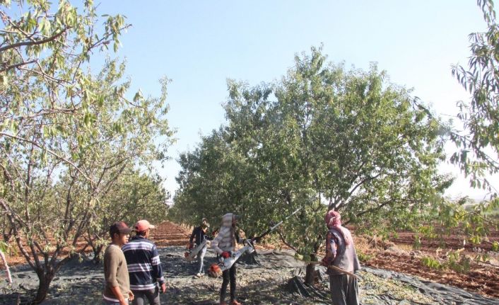 Kilis’te badem hasadı başladı