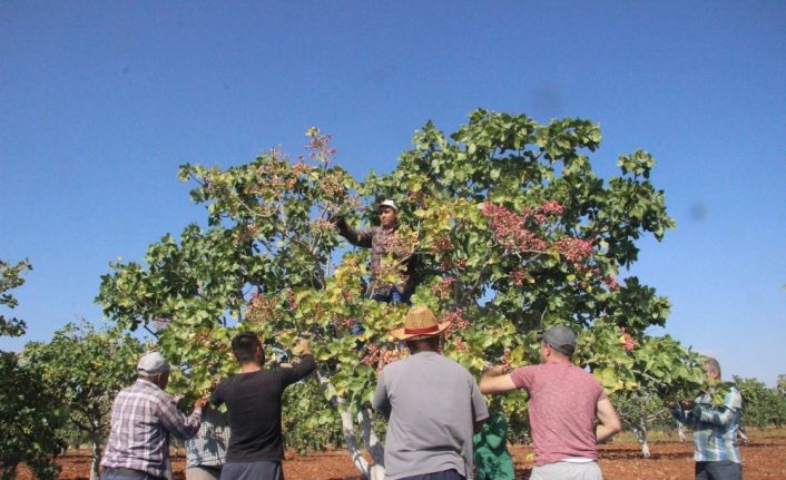 Kilis’te fıstık hasadı sona erdi