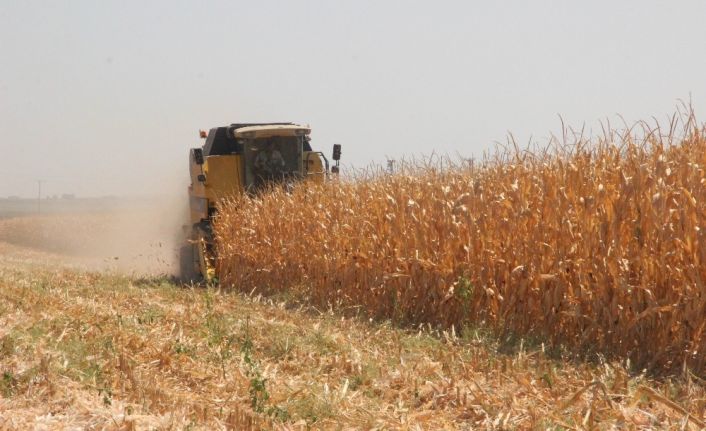 Kilis’te mısır hasadı başladı