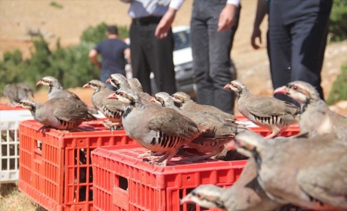 Korkuteli’nde 725 keklik doğaya salındı