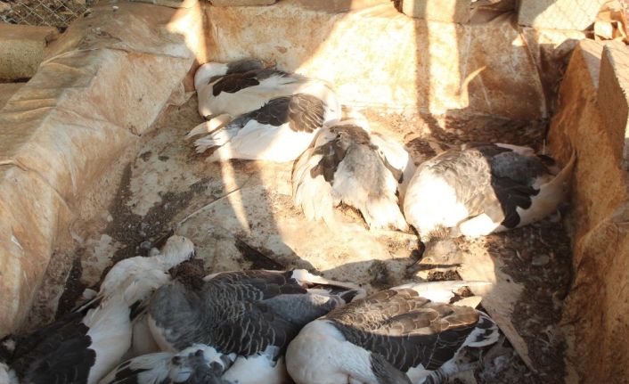 Kümes hayvanlarının telef olduğu çiftlikte yürek sızlatan görüntüler