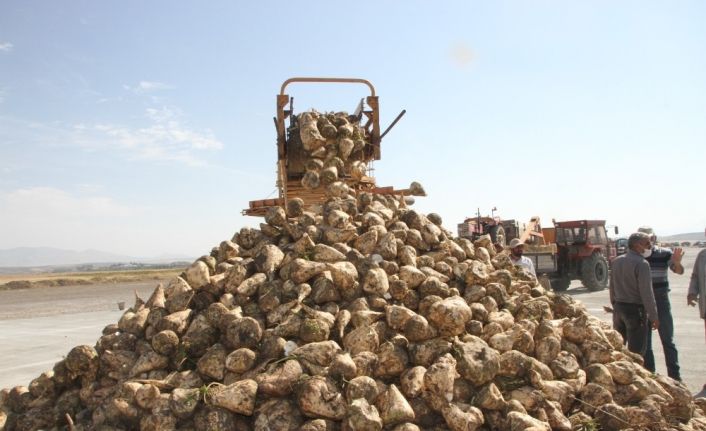 Malazgirt’te pancar alım kampanyası törenle başladı