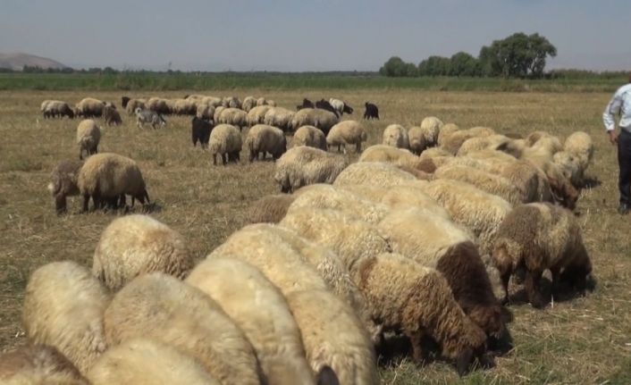Muş’tan büyük şehirlere kuzu sevkiyatı