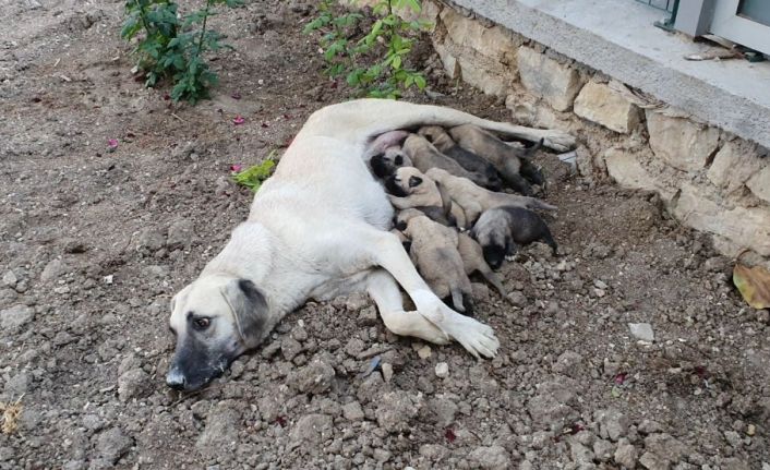 Ölüme terk edilen 10 yavru köpek, 3 gün sonra annelerine kavuştu