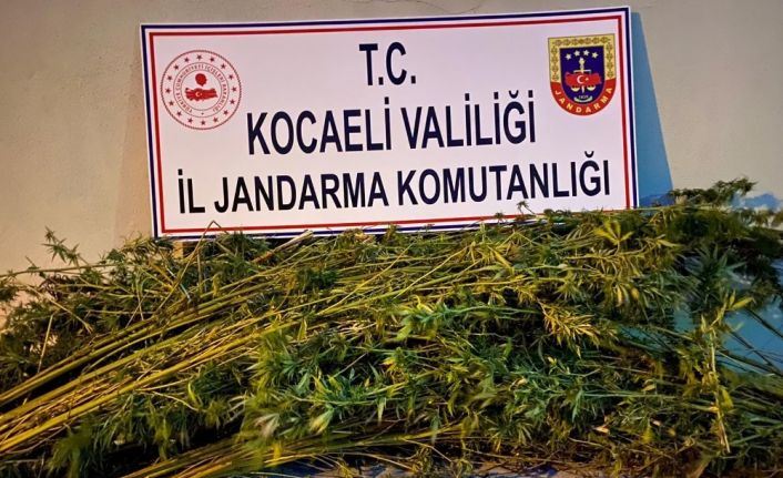 Ormanlık alana 371 kök kenevir eken 2 şahıs gözaltına alındı