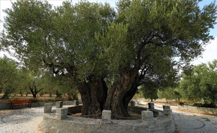 (Özel) 1658 yıldır medeniyetleri besleyen ağaç bu yıl da meyve verdi