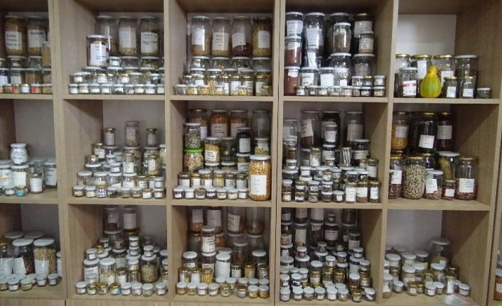 (Özel) Bu kütüphanede ata tohumu üretiliyor