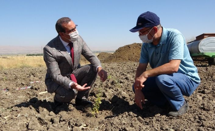 (Özel) MŞÜ’de ’Goji Berry’ yetiştiriciliği
