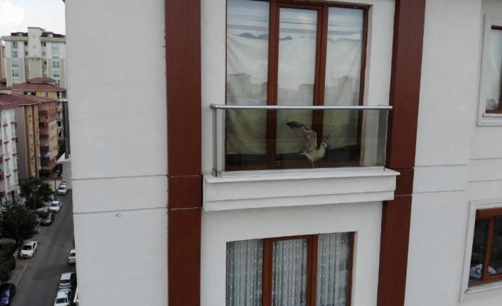 (Özel) Sorumsuz ev sahibinin ölüme terk ettiği martı, 6 saatlik kurtarma operasyonu ile özgürlüğüne kavuştu