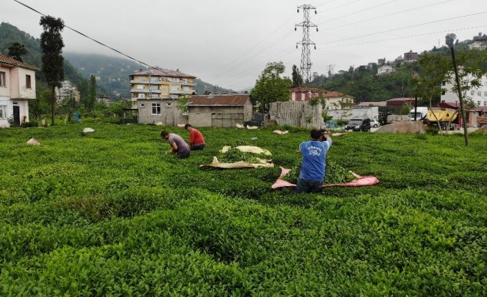 Pandemi nedeniyle Gürcü çay işçileri Rize gelemeyince ’Yevmiyecilik’ bir sektör haline geldi