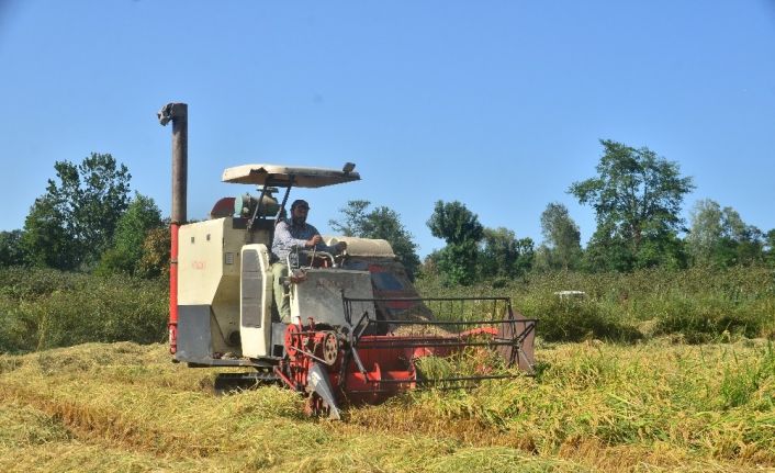 Pirinç diyarı Terme’de çeltik hasadı başladı
