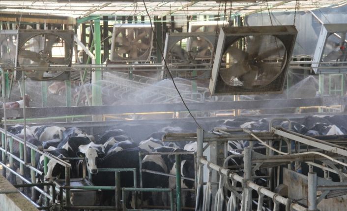 Rekor sıcaklıkta inekler dev vantilatör ve duşla serinletiliyor